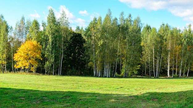 gelbe und grüne Waldbäume im Herbst