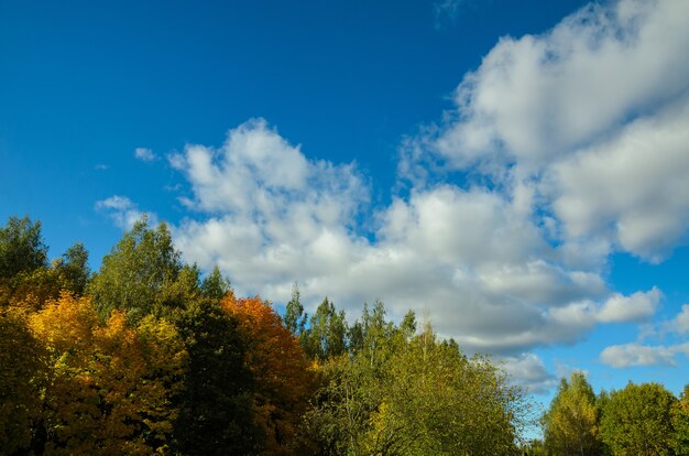 gelbe und grüne Waldbäume im Herbst