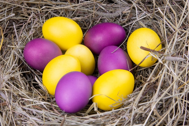Gelbe und lila Eier in einer Nestoberansicht. Konzept Ostern.