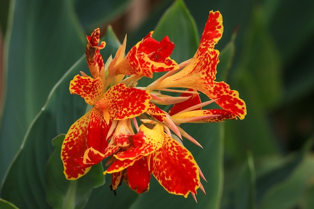 Foto gelbe und orange blumen in einem garten. selektiver fokus.