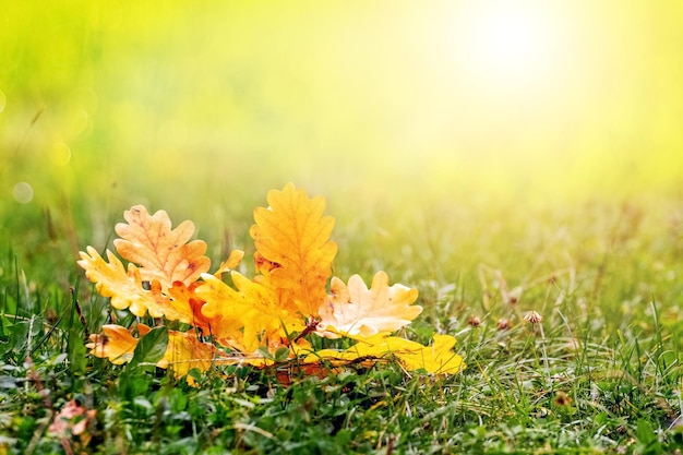 Gelbe und orangefarbene Eichenblätter im Wald auf dem Gras mit verschwommenem Hintergrund bei sonnigem Wetter in Pastellfarben