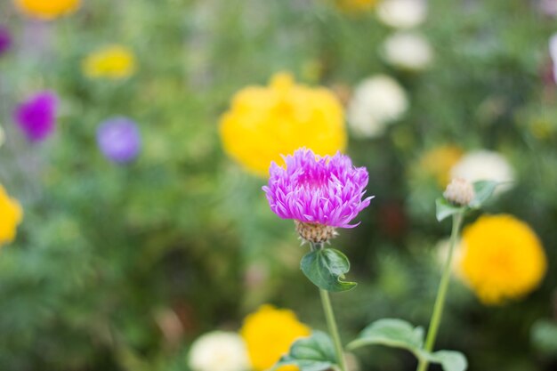 Gelbe und purpurrote Blumennahaufnahme unter grünen Blättern