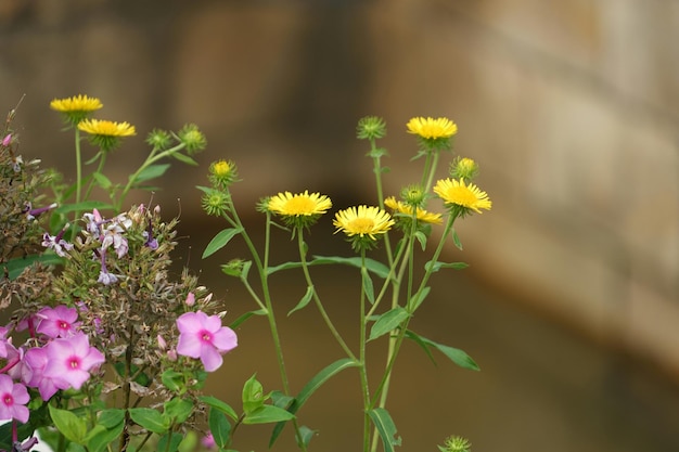 Gelbe und rosa Blumen, die auf dem Feld wachsen