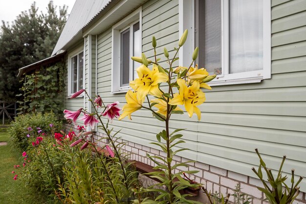 Foto gelbe und rosa lilien gartendekoration