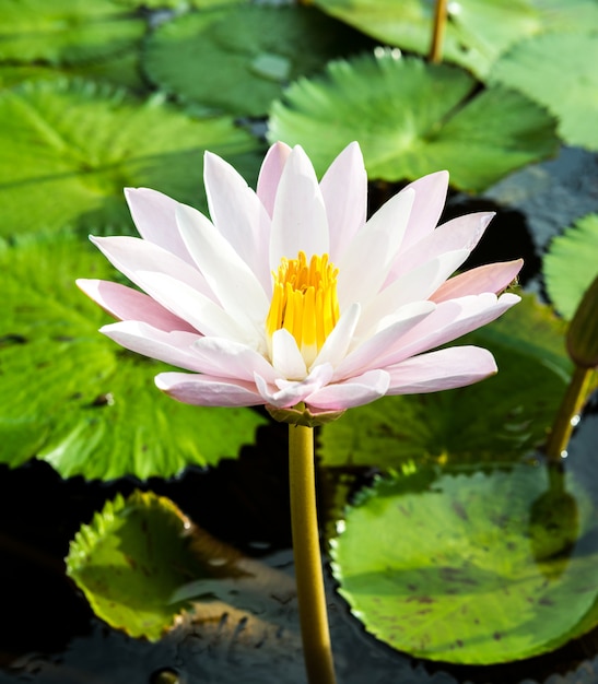 Gelbe und rosa Lotosknospen und blühen wunderschön