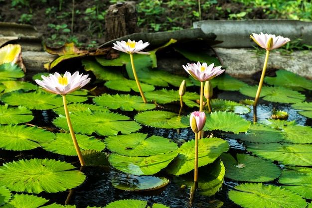 Gelbe und rosafarbene Lotosknospen und -blüte schön