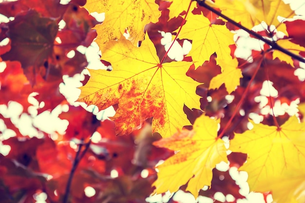 Gelbe und rote Ahornblätter im Wald. Schöne Herbstlandschaft, Herbstszene. Selektiver Fokus