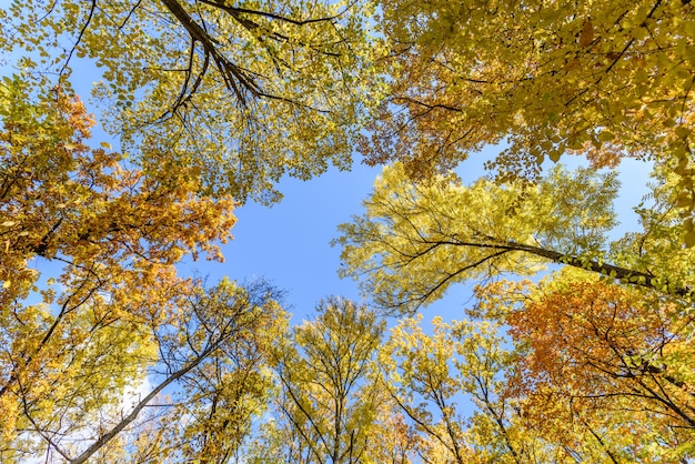 Gelbe und rote Bäume