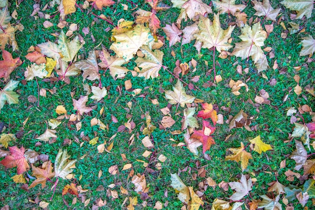 Gelbe und rote Blätter auf grünem Gras im Herbst