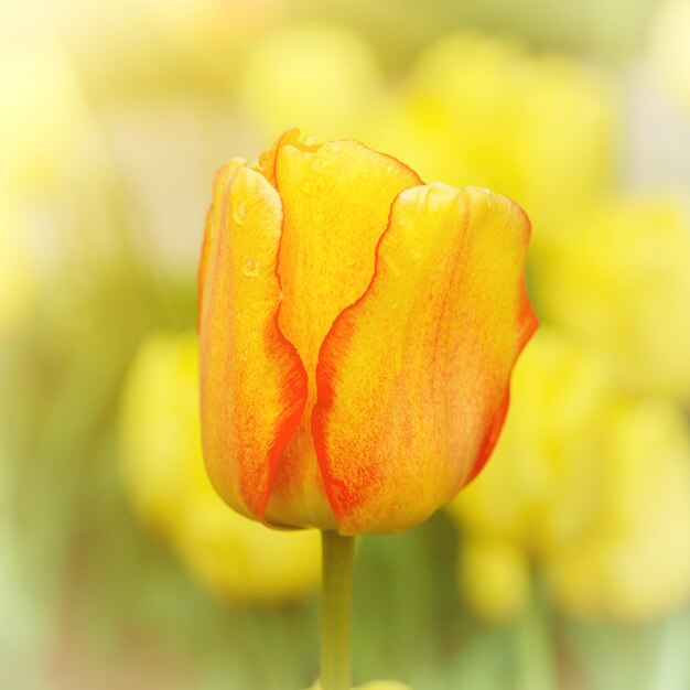 Gelbe und rote blumen