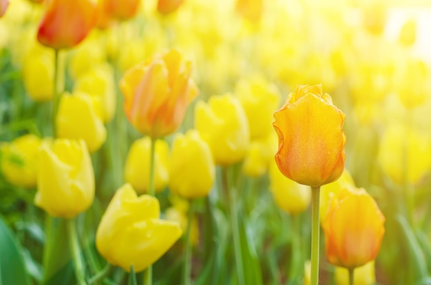 gelbe und rote Blumen