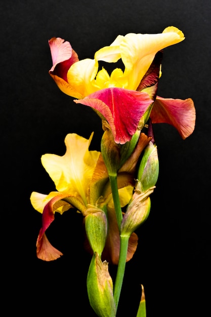 Gelbe und rote Iris auf einem schwarzen Hintergrund