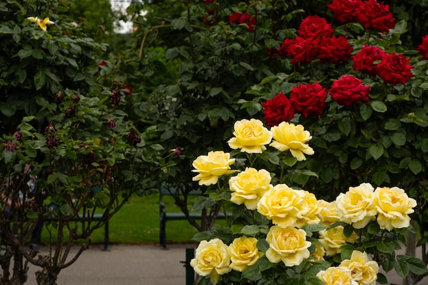 Gelbe und rote Rosen im Park