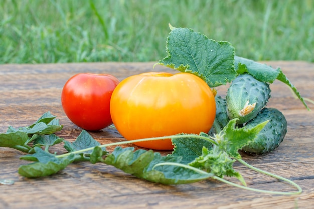 Gelbe und rote Tomaten, Gurken mit Blättern, die im Garten auf Holzbrettern gepflückt wurden.