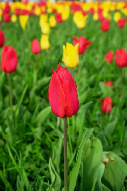 Gelbe und rote Tulpen auf einer Blumenwiese