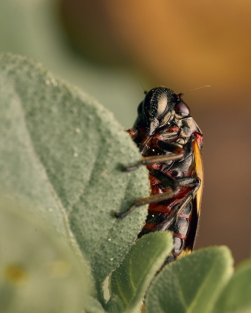 Gelbe und schwarze Hemiptera auf einem grünen Blatt