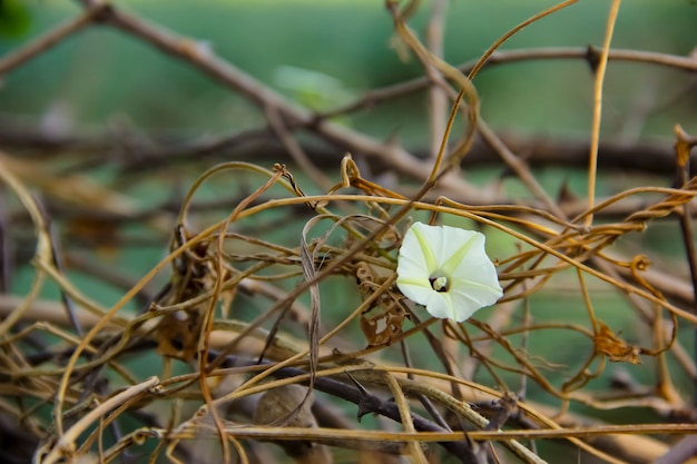 Gelbe und weiße Blume auf Baumast