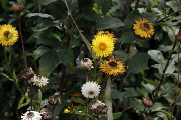 Gelbe und weiße Blumen