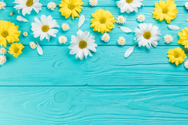 Foto gelbe und weiße chrysanthemen- und kamille blüht auf türkisholzoberfläche