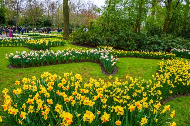 Gelbe und weiße Narzissen im Keukenhof Park Lisse Holland Niederlande