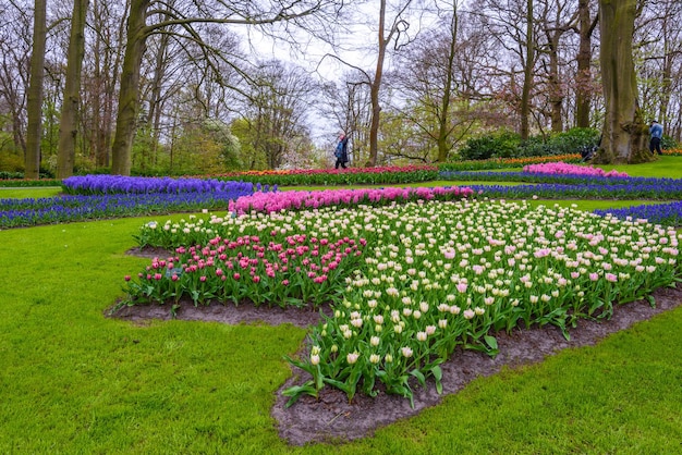 Gelbe und weiße Narzissen im Keukenhof Park Lisse Holland Niederlande