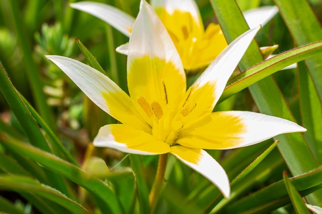 Gelbe und weiße Tulip Tarda, die im Garten auf natürlichem Hintergrund blüht