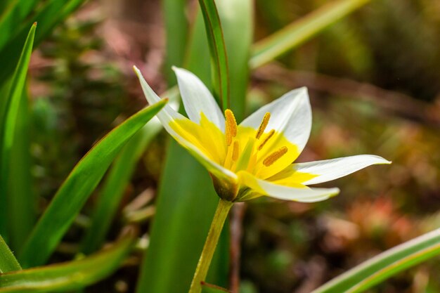 Gelbe und weiße Tulip Tarda, die im Garten auf natürlichem Hintergrund blüht