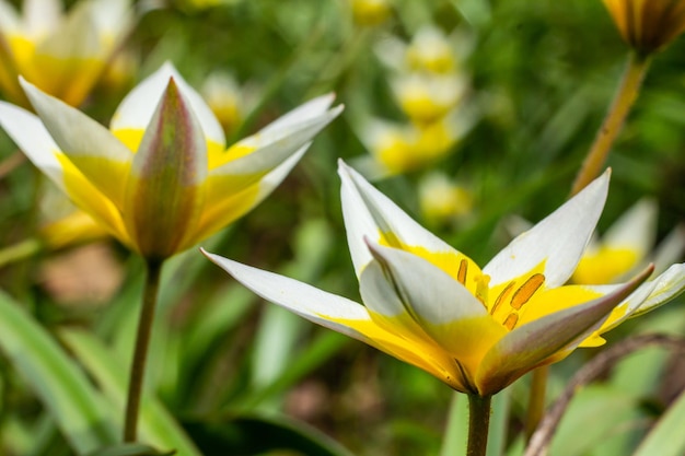 Gelbe und weiße Tulip Tarda, die im Garten auf natürlichem Hintergrund blüht