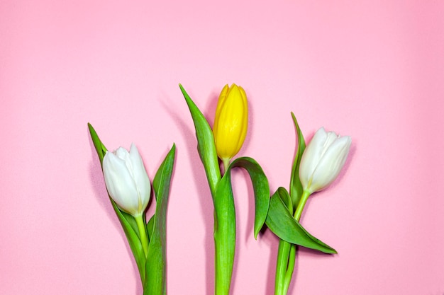 Gelbe und weiße Tulpen auf einem rosa Hintergrund
