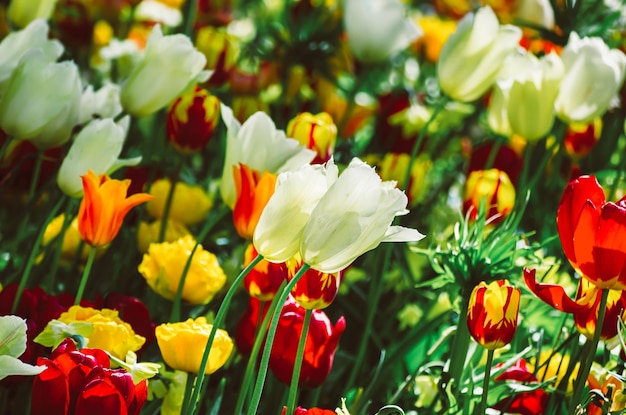 Gelbe und weiße Tulpenblumen