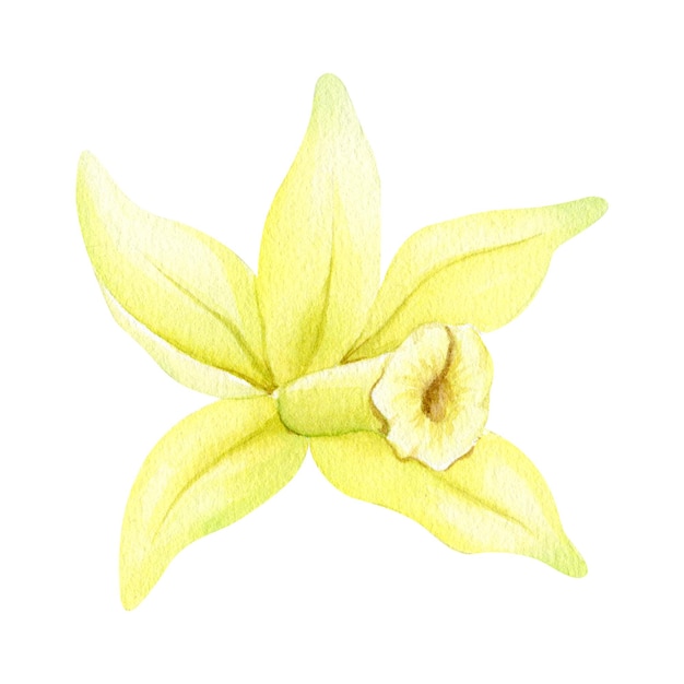 Foto gelbe vanilleblüte aquarell-illustration von hand gezeichnet bio-gesundes essen tropische orchidee