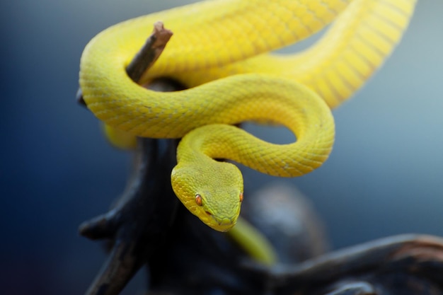 Gelbe Viper-Schlange in Nahaufnahme