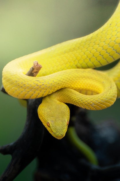 Gelbe Viper-Schlange in Nahaufnahme