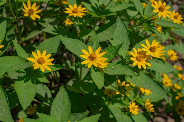 Gelbe, weiße und rosafarbene Blume im Garten während der Frühlingssaison