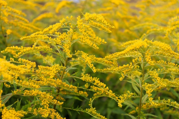 Gelbe Wiesenblumen auf einem Feld im Herbst Gelbe Rainfarn-Blumen