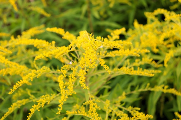 Gelbe Wiesenblumen auf einem Feld im Herbst Gelbe Rainfarn-Blumen