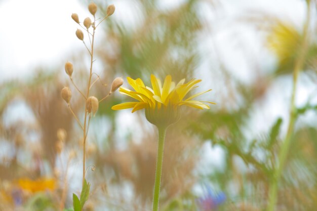 gelbe Wildblume auf dem Feld