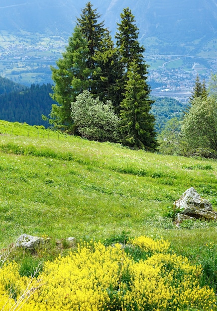 Gelbe Wildblumen am Sommerberghang (Alpen, Schweiz)