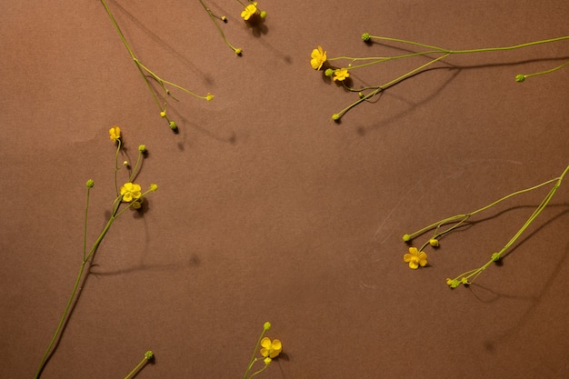 Gelbe Wildblumen auf braunem Hintergrund mit Exemplar. Moderne trendige Komposition mit Trockenblume, Draufsicht der dunklen Schatten shadow