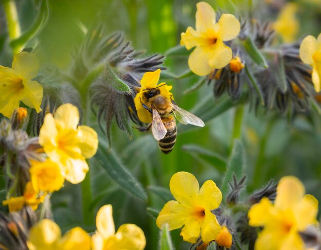 Gelbe Wildblumen im Frühjahr in Griechenland