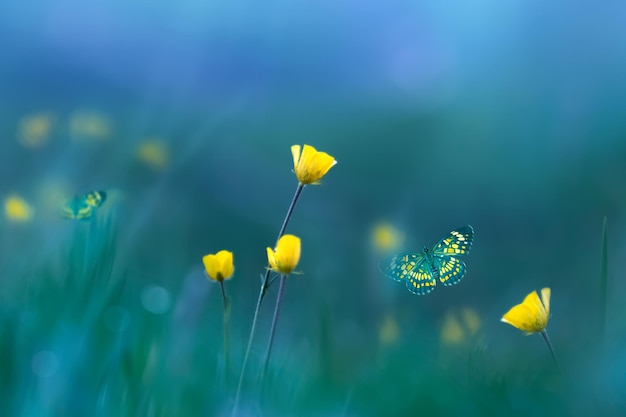 Gelbe wilde Blumen und Schmetterlinge Frühlingssommerhintergrund