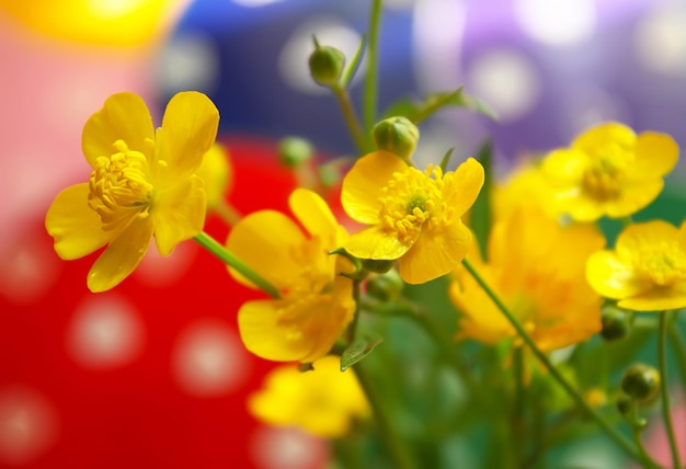 Gelbe wilde ranunculus-blumen.