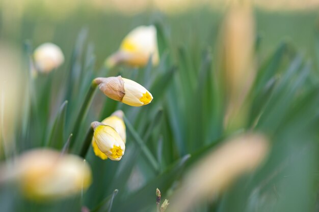 Gelbe zarte Narzissenblumen, die im Frühlingsgarten blühen.