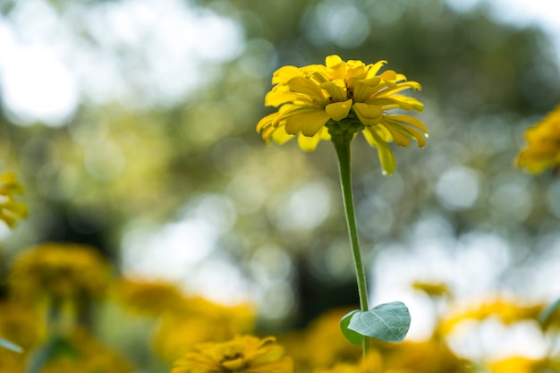 Gelbe Zinnia blühen