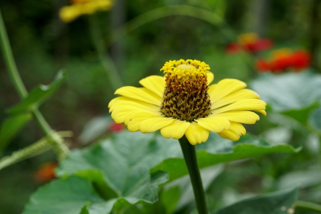 Gelbe Zinnia Violacea Blume im Garten