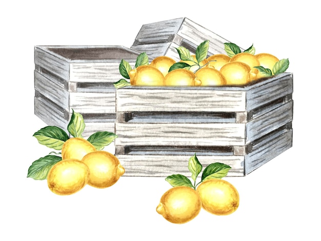 Gelbe Zitronen mit grünen Blättern in Holzkisten Vorlage Aquarell Zitrusfrüchte von Hand gezeichnet isolierte Illustration für Design Dekoration Karten Verpackung und Textilherstellung Aufkleber Stickers Stickereien