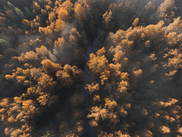 Gelbendes Laub des Baumes Atemberaubender Blick auf den Wald