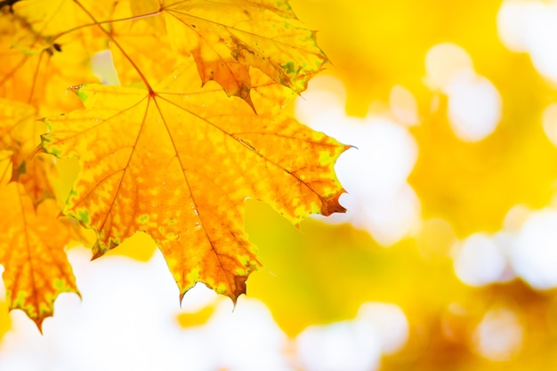 Gelber Ahorn. Ahornblätter auf einem unscharfen Hintergrund. Herbst Hintergrund. Platz kopieren