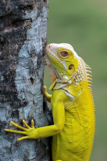 Gelber Albino Leguan auf dem Gras