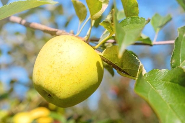 Gelber Apfel im Obstgarten, Apfelbaum, Golden Delicious